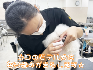 毎日の歯みがきで健康を守ります☆